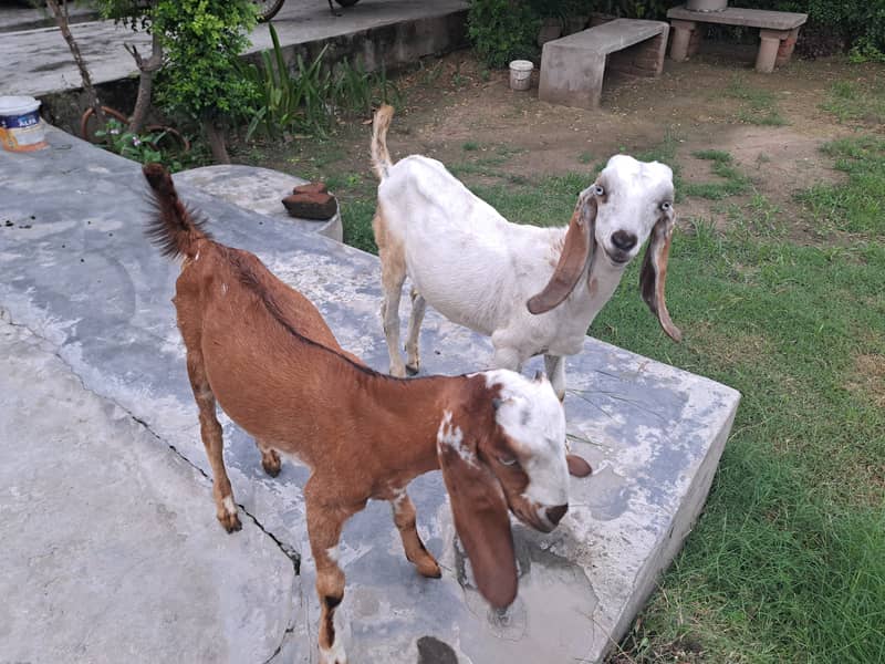 Bital bakri baby pairs for sale one year  only healthy active 1