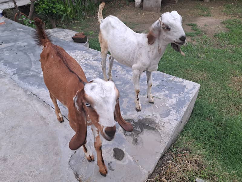 Bital bakri baby pairs for sale one year  only healthy active 2