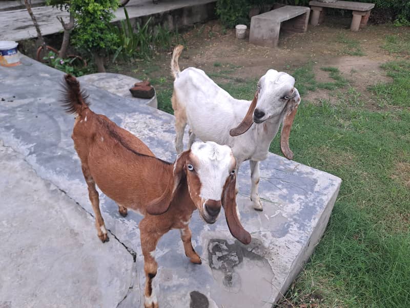 Bital bakri baby pairs for sale one year  only healthy active 3