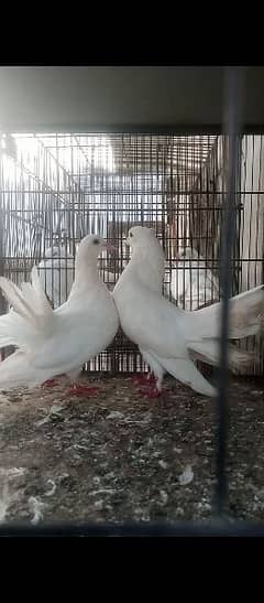 lakah pigeon all breeder pairs