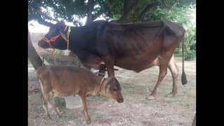 Jersey cross cow sath bachra