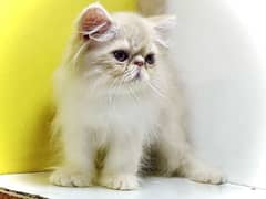 Pure Triple coated Peke faced fawn kitten looking for sale