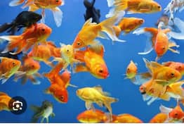 fishes | golden fish|aquariam|fish toy|fish food|Albino koi|Guppy|fish