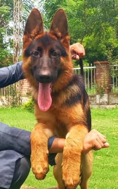 Beautiful Pedigree German Shepherd female Available