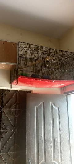 parrot with cage for sale