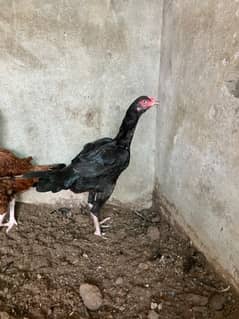 pure aseel hen. shamoo femal bird for sale