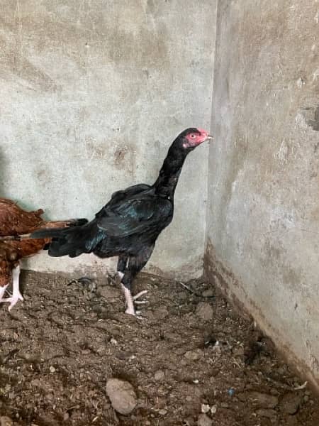 pure aseel hen. shamoo femal bird for sale 0