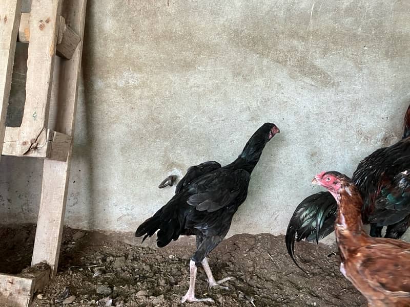 pure aseel hen. shamoo femal bird for sale 1