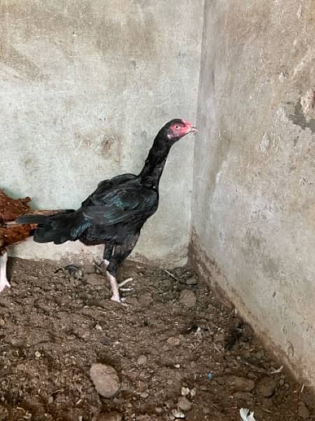 pure aseel hen. shamoo femal bird for sale 2