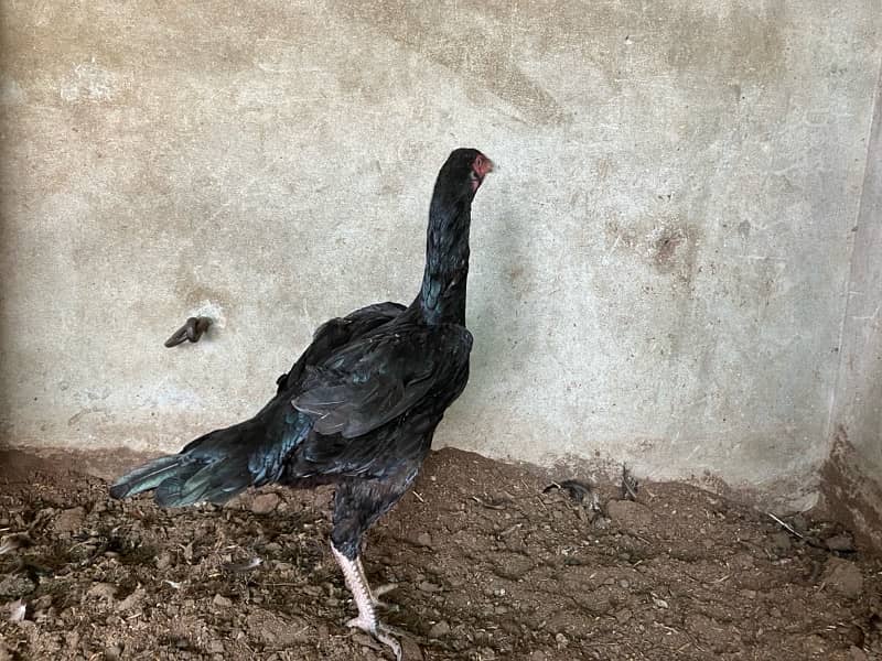 pure aseel hen. shamoo femal bird for sale 3