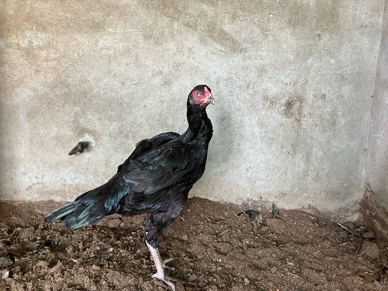 pure aseel hen. shamoo femal bird for sale 4