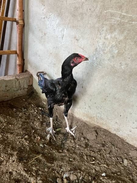 pure aseel hen. shamoo femal bird for sale 5