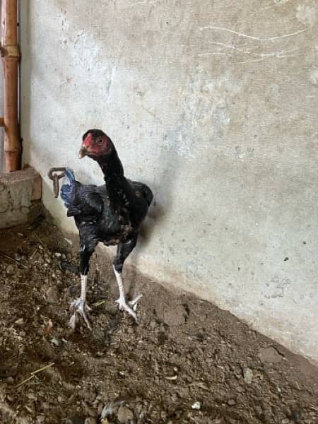 pure aseel hen. shamoo femal bird for sale 6