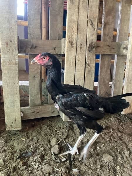 pure aseel hen. shamoo femal bird for sale 7