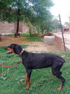 Doberman Puppy