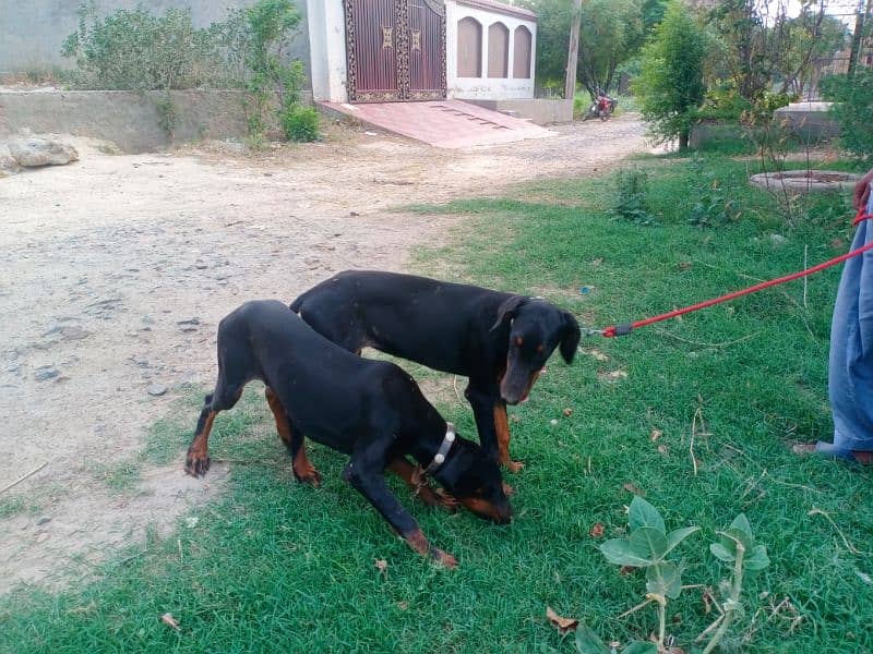 Doberman Puppy 1