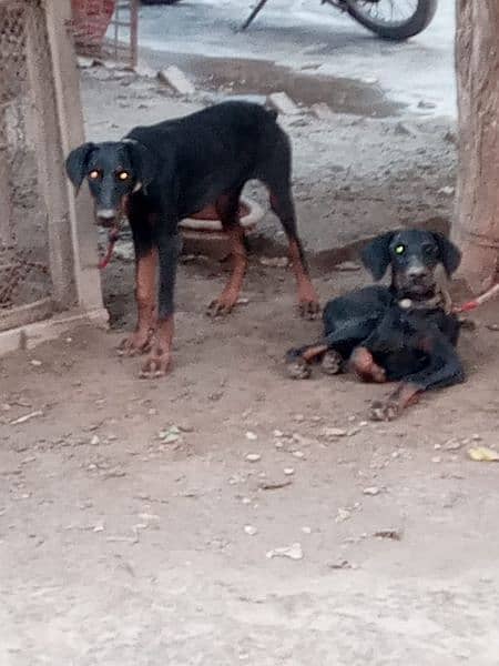 Doberman Puppy 3