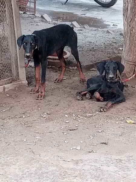 Doberman Puppy 4