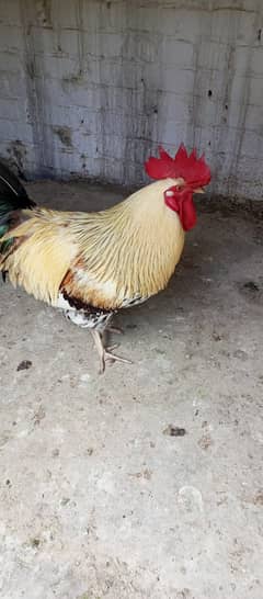 Misri breed Murga for sale 0