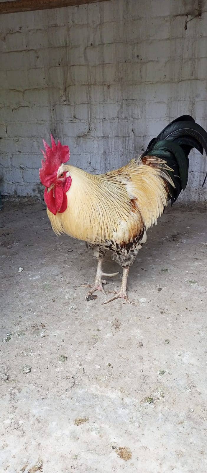 Misri breed Murga for sale 2