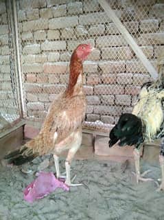 Aseel shamo cross female urgent for sale03054664756