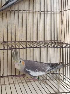 Grey cocktail female (03415814700)