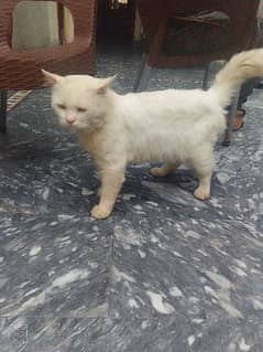 White Persian Male Cat.