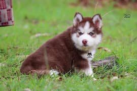 siberian husky puppies