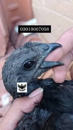 Ayam Cemani Indonesian Black Tongue chiks