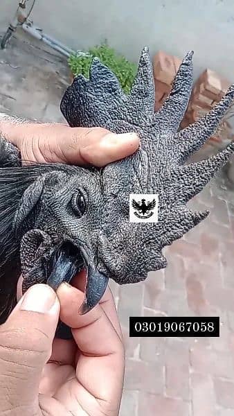 Ayam Cemani Indonesian Black Tongue chiks 2