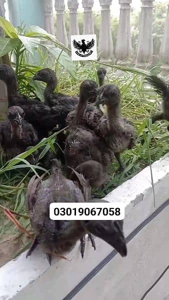 Ayam Cemani Indonesian Black Tongue chiks 3