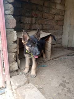 German shepherd original 2 male