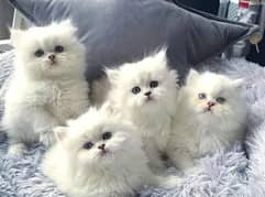 Persian kittens03175628537