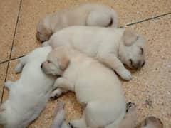 pedigree labrador show class puppy