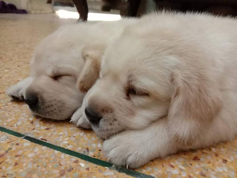 pedigree labrador show class puppy 1