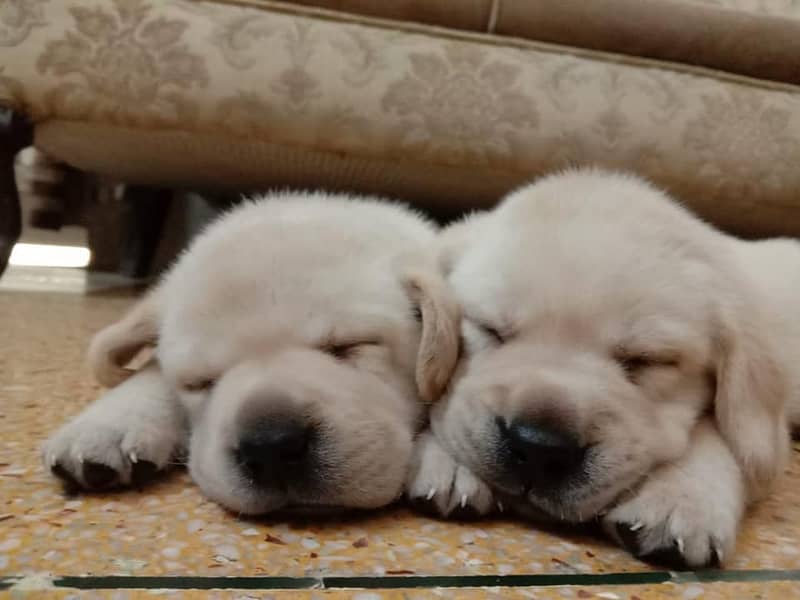 pedigree labrador show class puppy 2