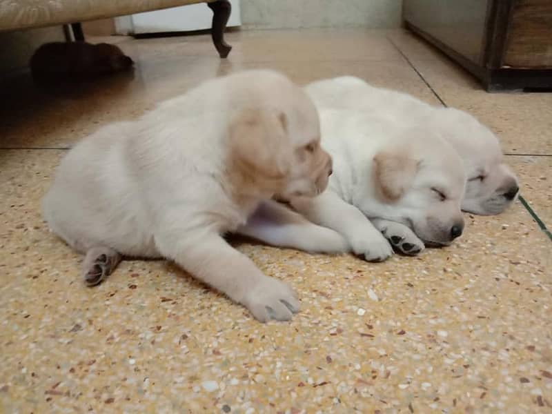 pedigree labrador show class puppy 3