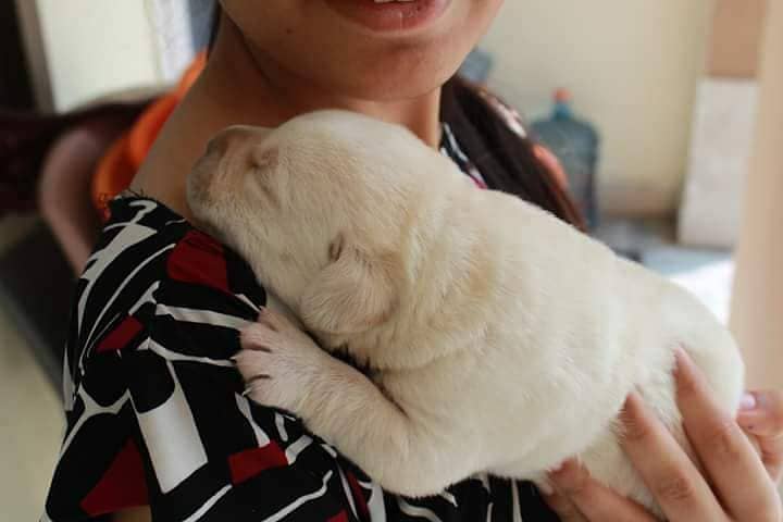 pedigree labrador show class puppy 4