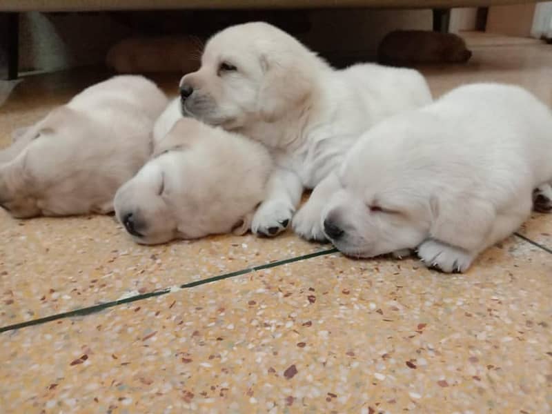 pedigree labrador show class puppy 5