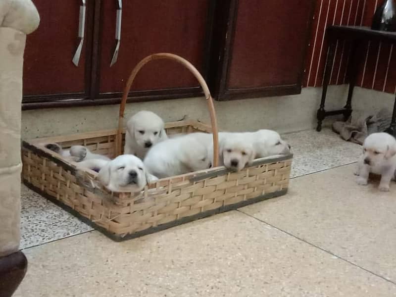 pedigree labrador show class puppy 6