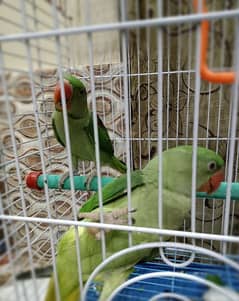 kashmiri Parrots