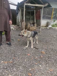 Female Gsd