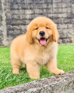 golden retriever pedigree