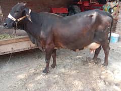 Cow for sale Urgent