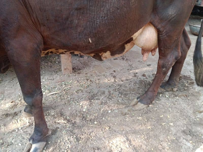 Cow for sale Urgent 1