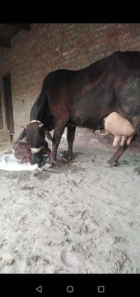 Cow for sale Urgent 2