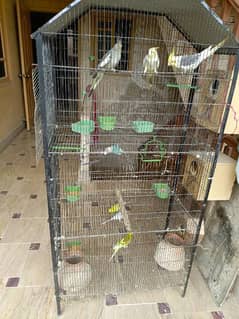 birds