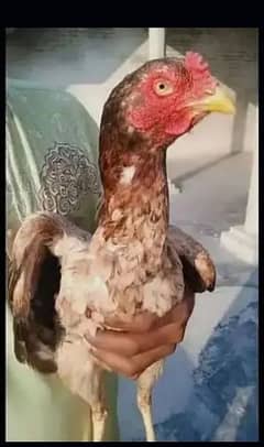 Brown Mian Wali Aseel Female and Black Pakistani Aseel Female for sale 0