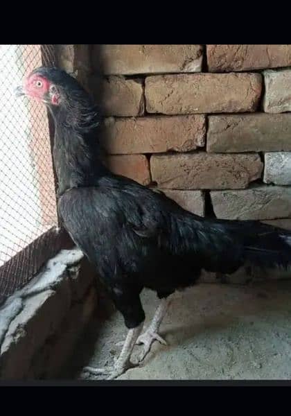 Brown Mian Wali Aseel Female and Black Pakistani Aseel Female for sale 2