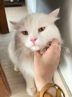 Persian Triple coated cat